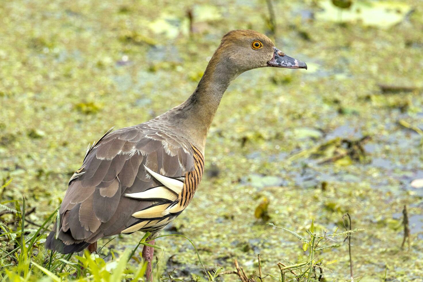 empanaché sifflement canard photo