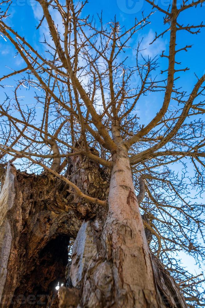 Un arbre arbre mort près des ruines du château de saint hilarion kyrenia chypre photo