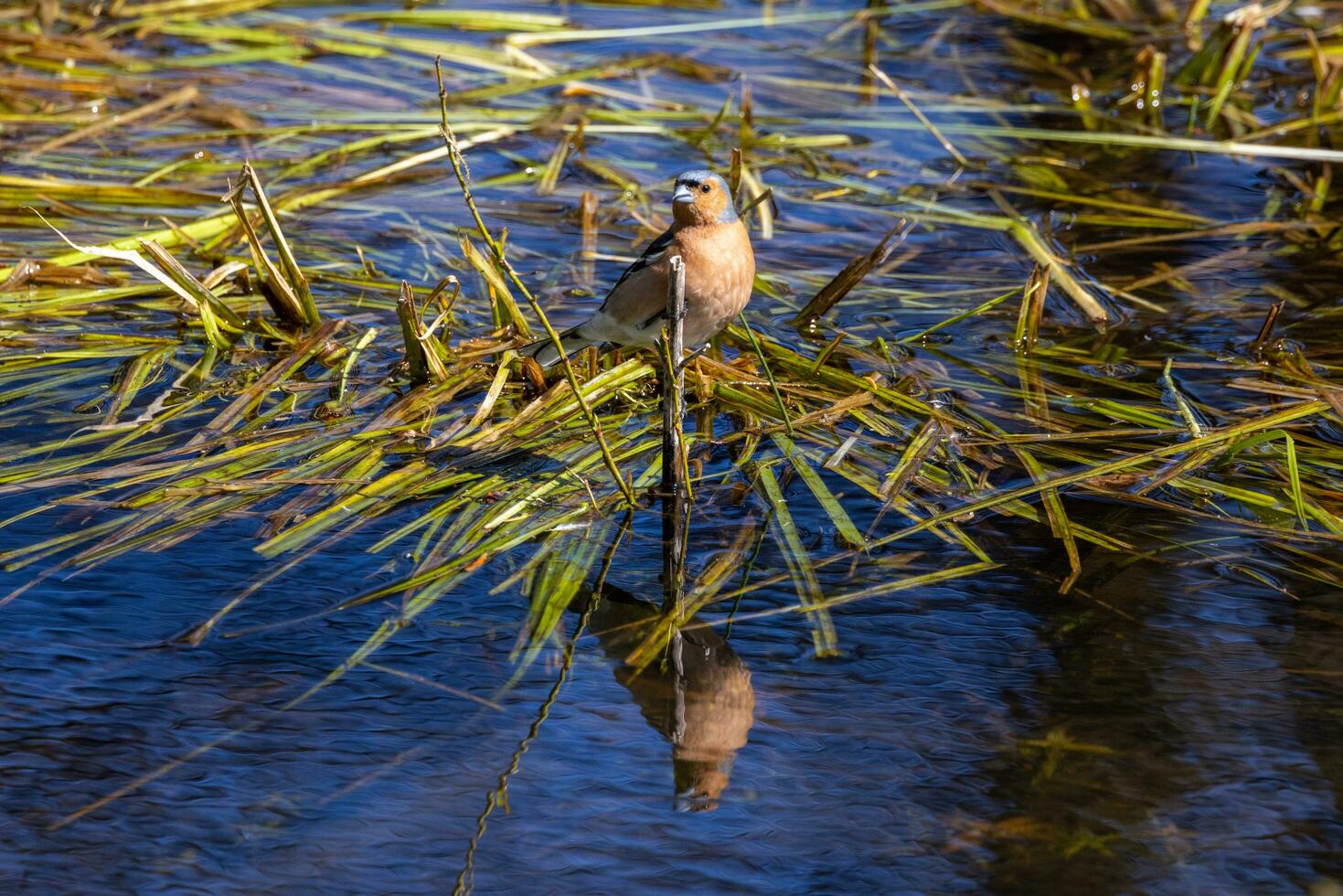 commun pinson oiseau photo