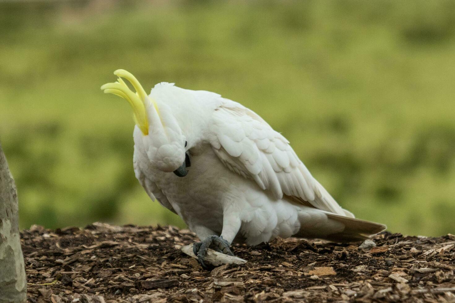 à crête de soufre cacatoès dans Australie photo