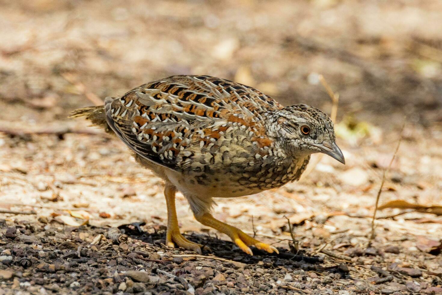 peint boutoncaille dans Australie photo