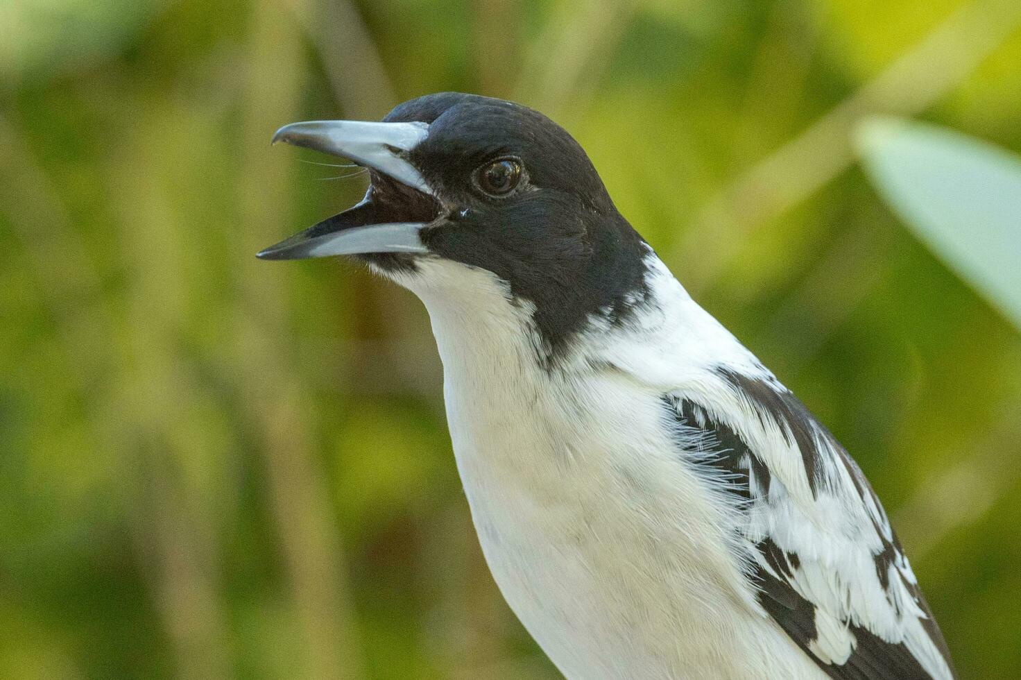 à dos noir oiseau boucher dans Australie photo