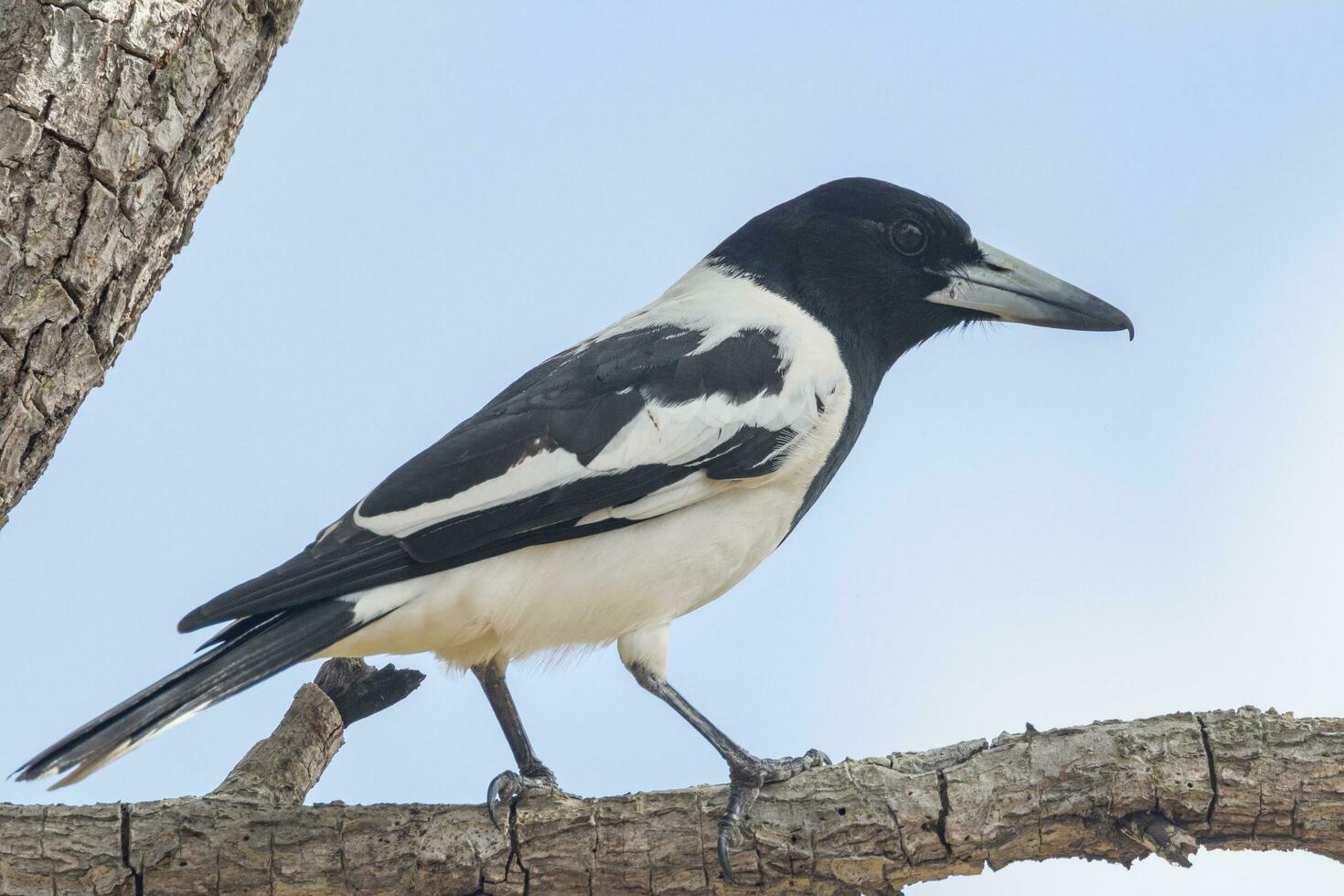 pie oiseau boucher dans Australie photo