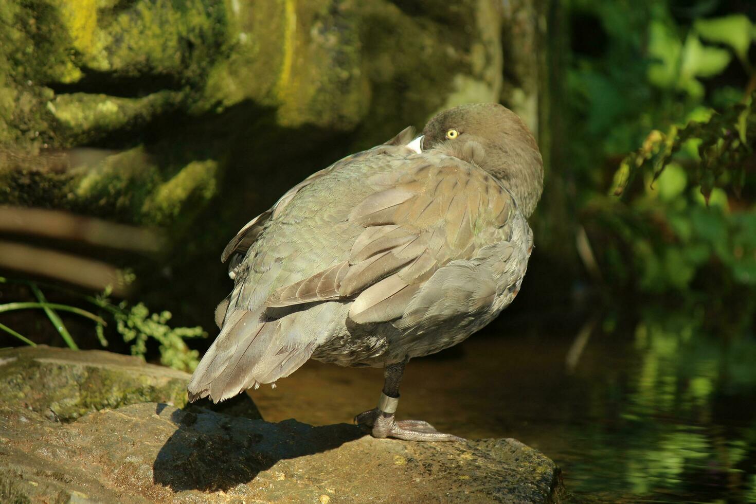 quoi bleu canard de Nouveau zélande photo