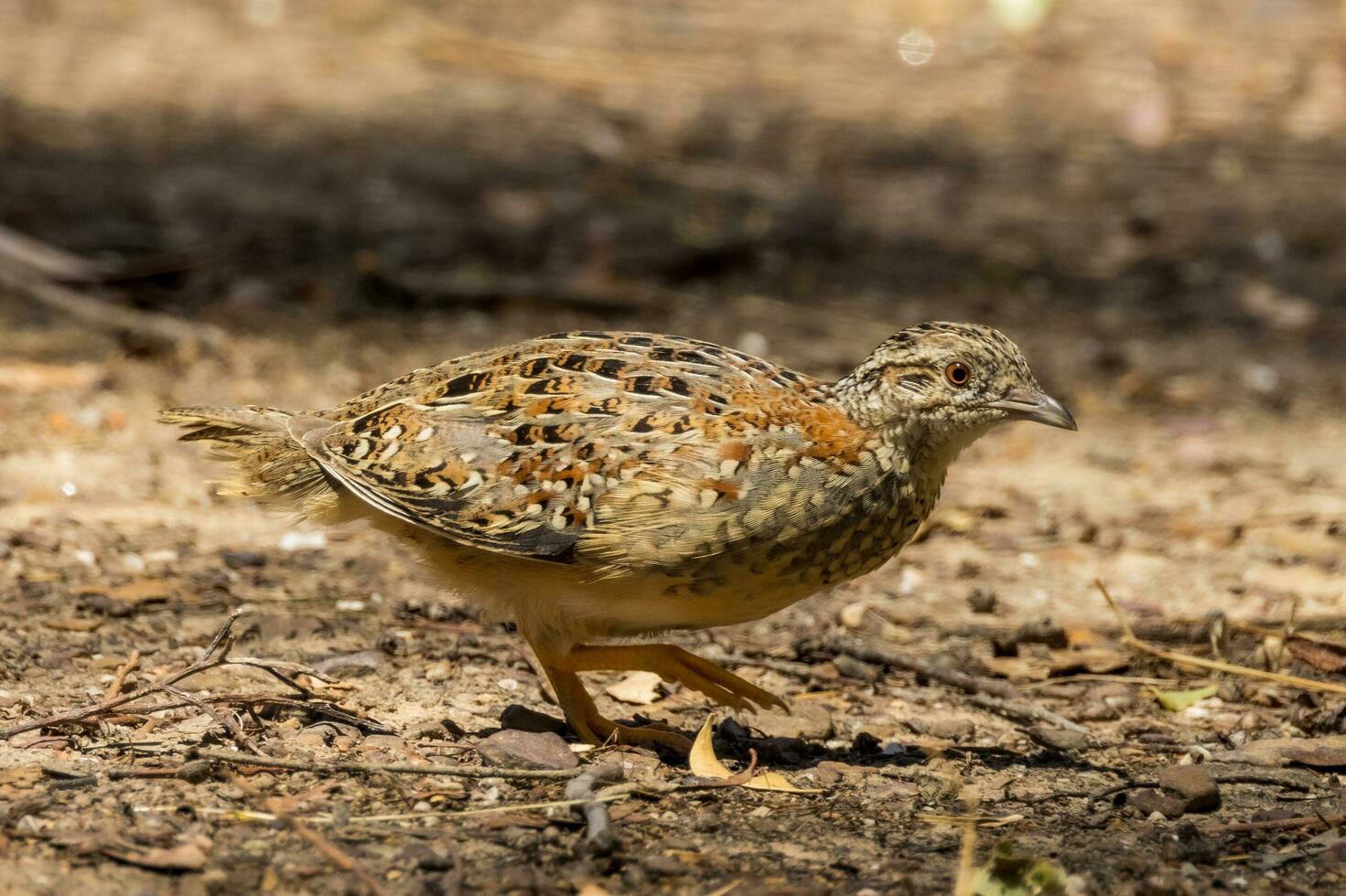 peint boutoncaille dans Australie photo