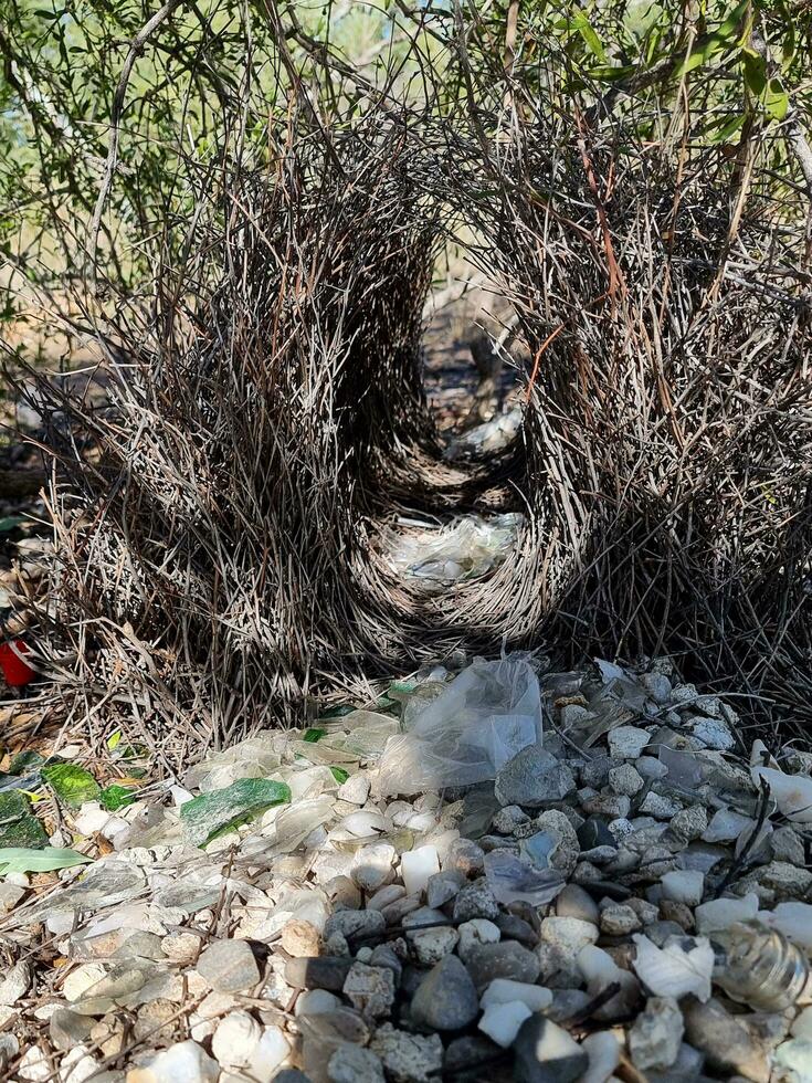 génial oiseau tordu dans Australie photo