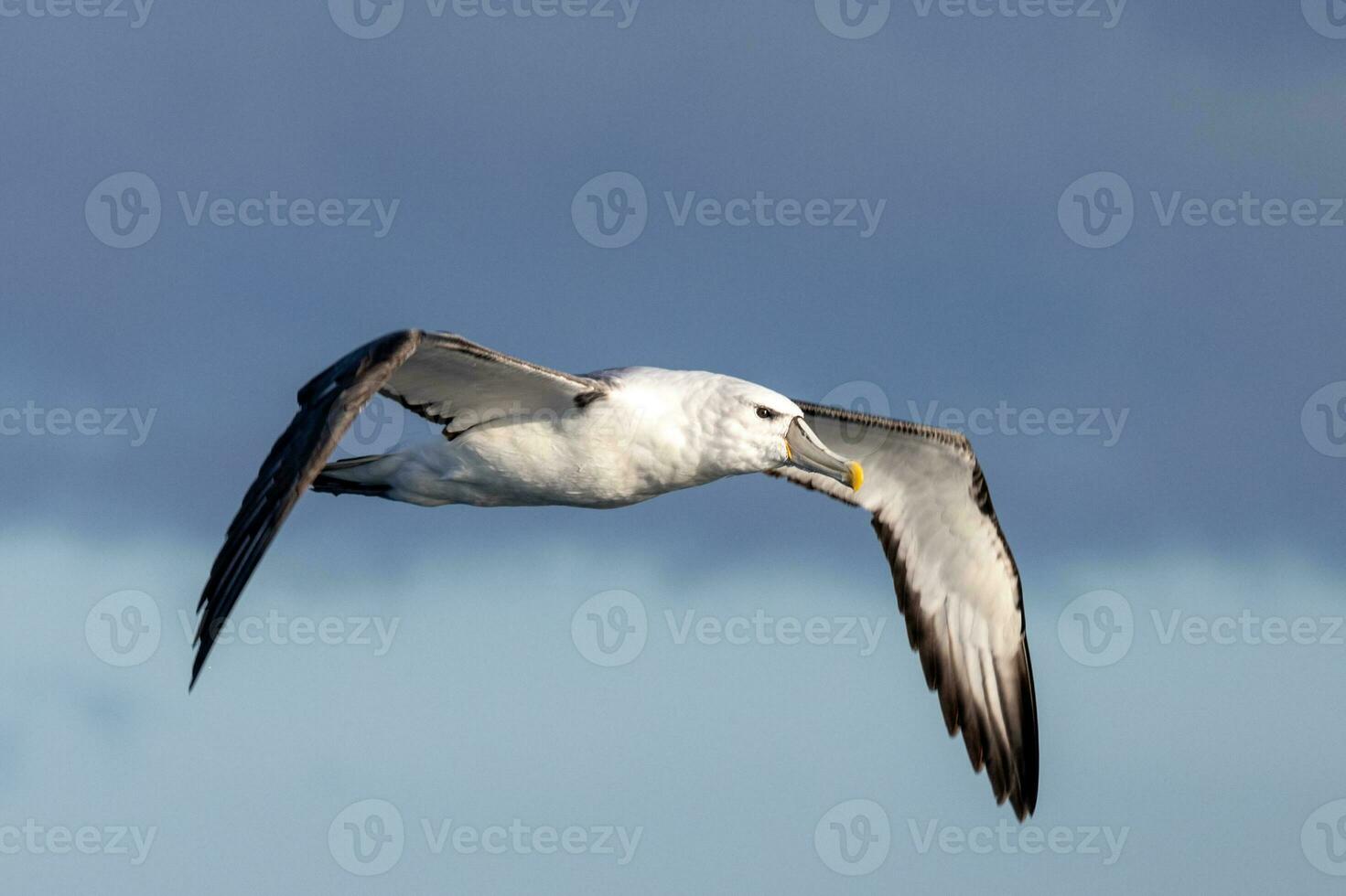 à tête blanche mollymawk albatros photo