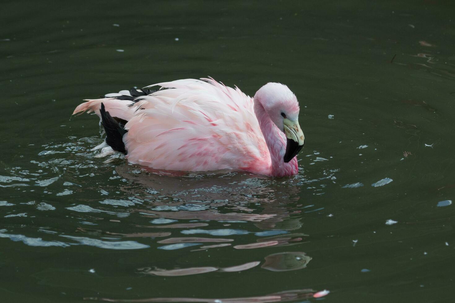 andine rose flamant photo