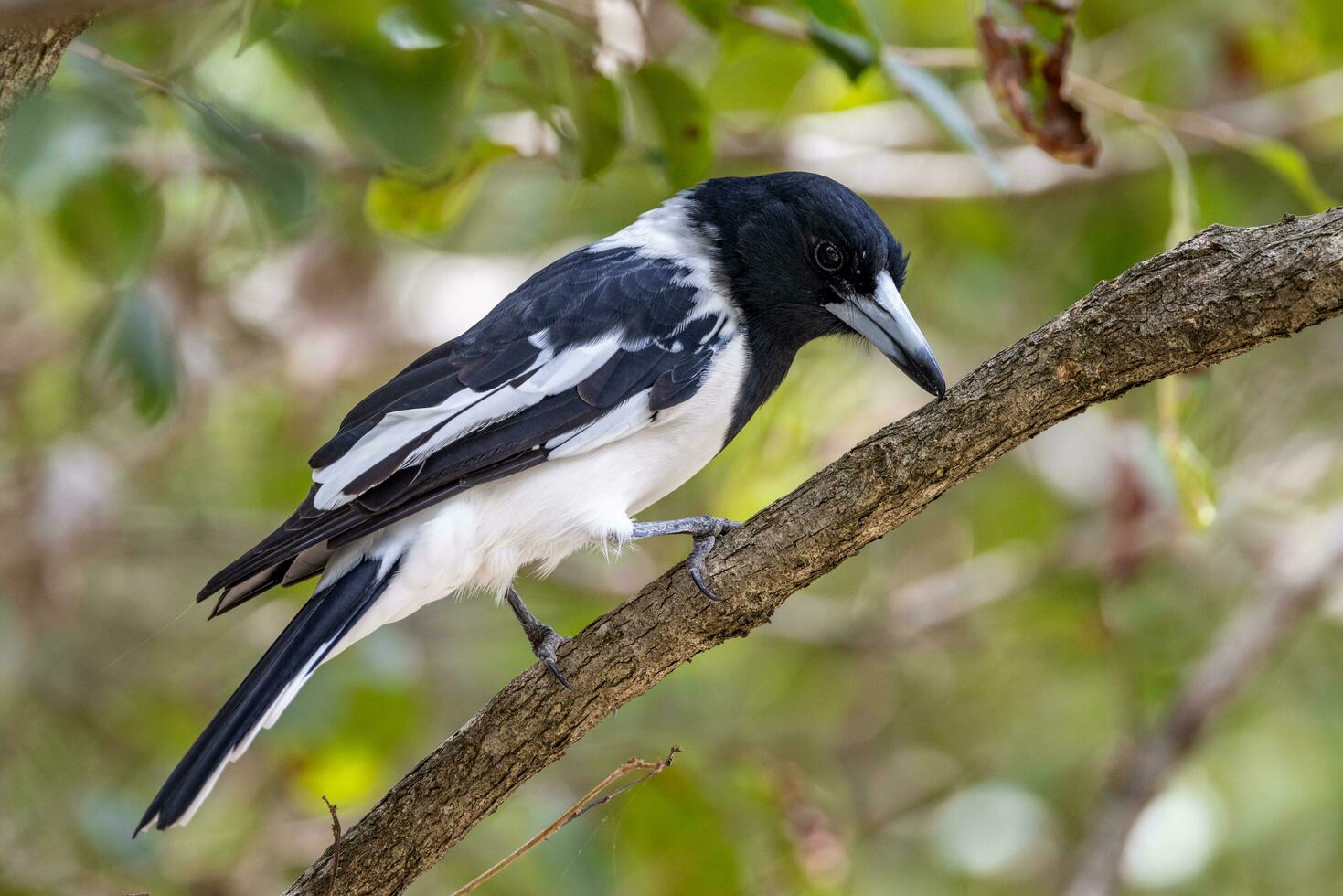 pie oiseau boucher dans Australie photo