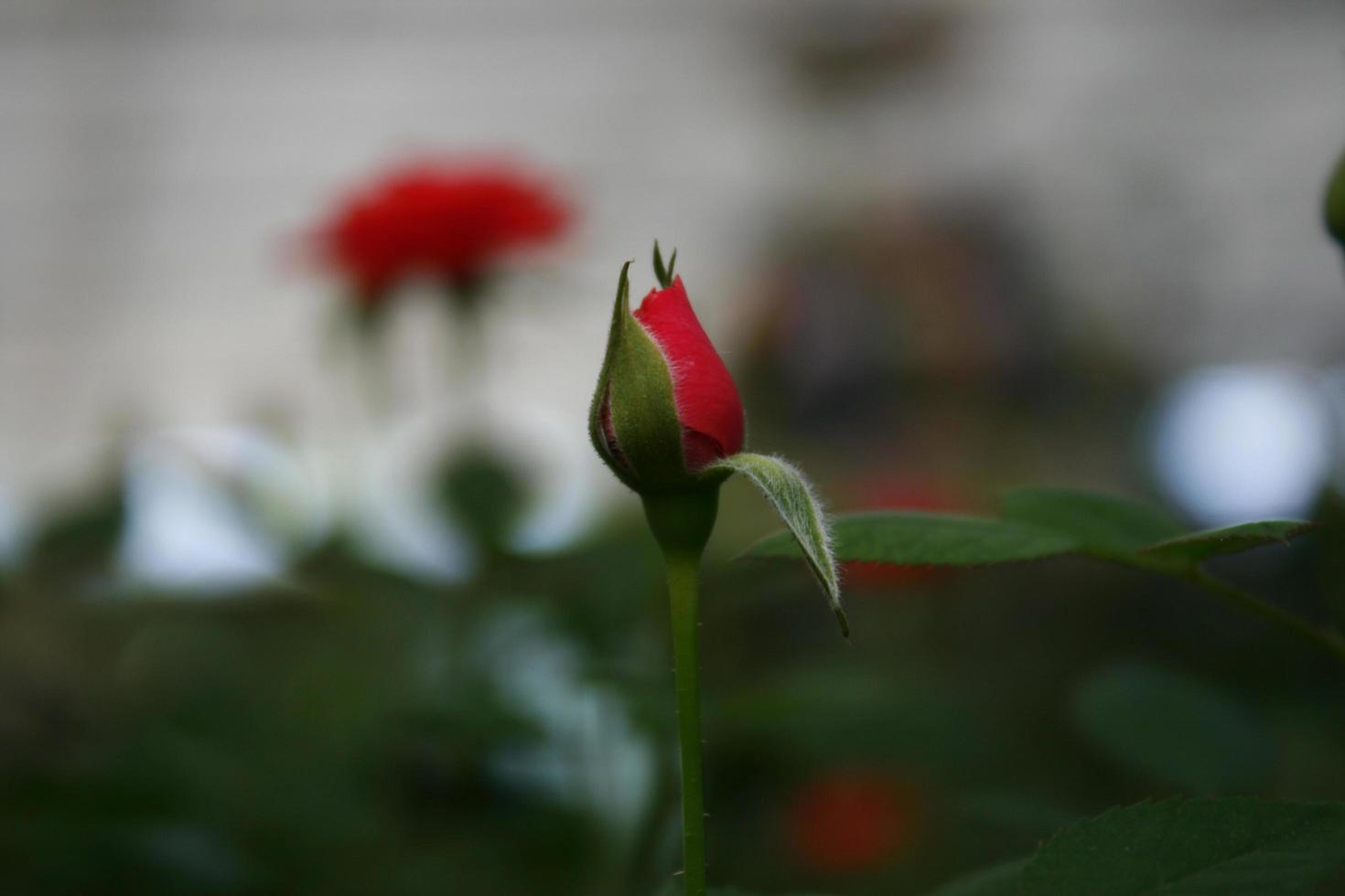 jardin de fleurs roses avec bokeh photo