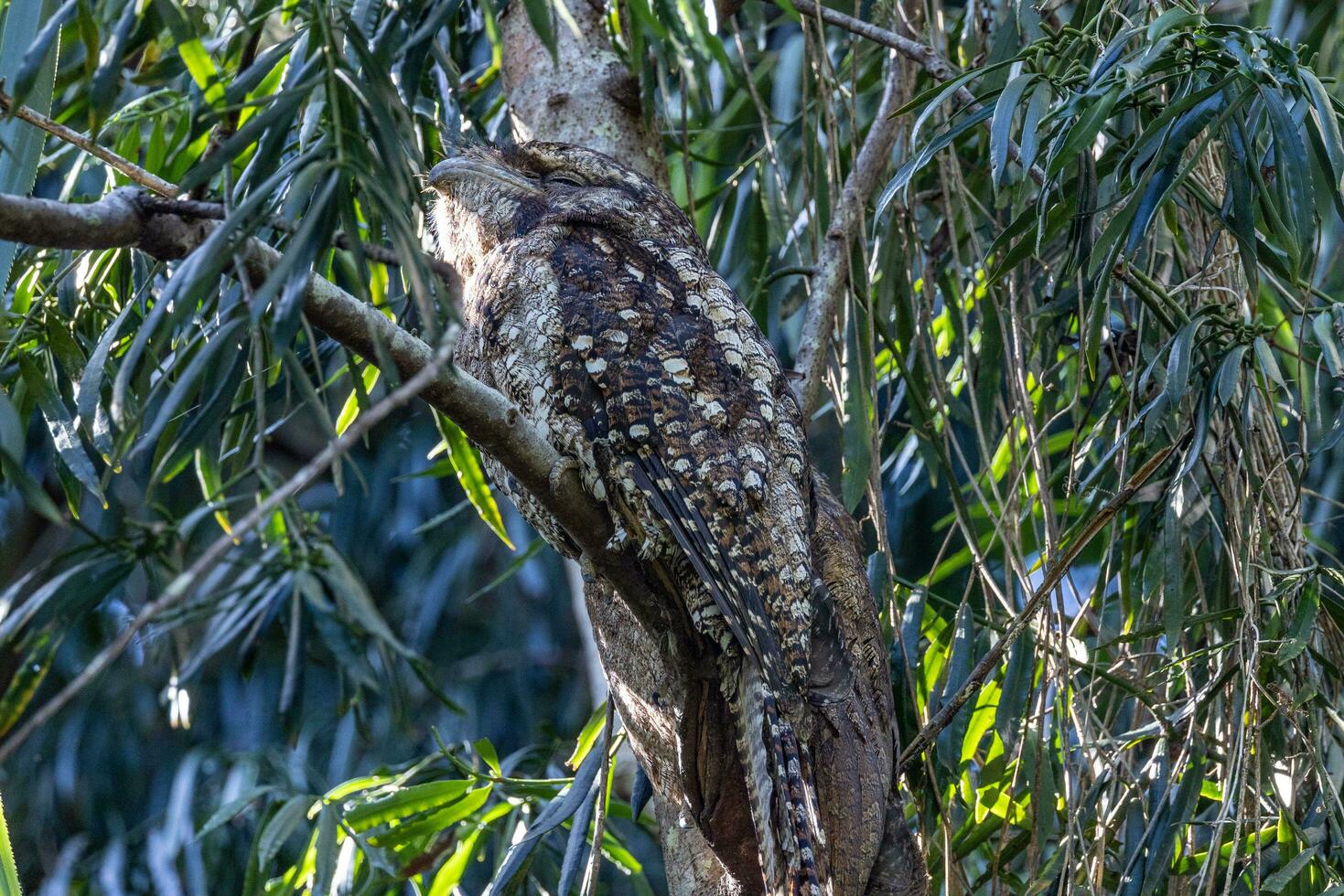 papou grenouille dans Australie photo