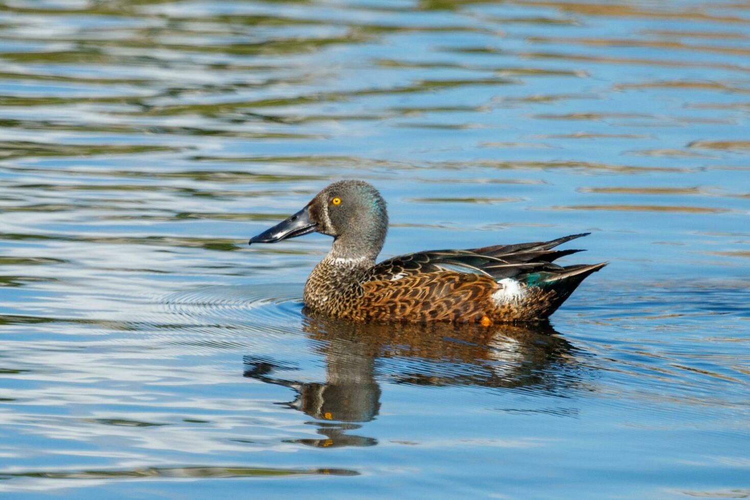 australien pelleteur canard photo