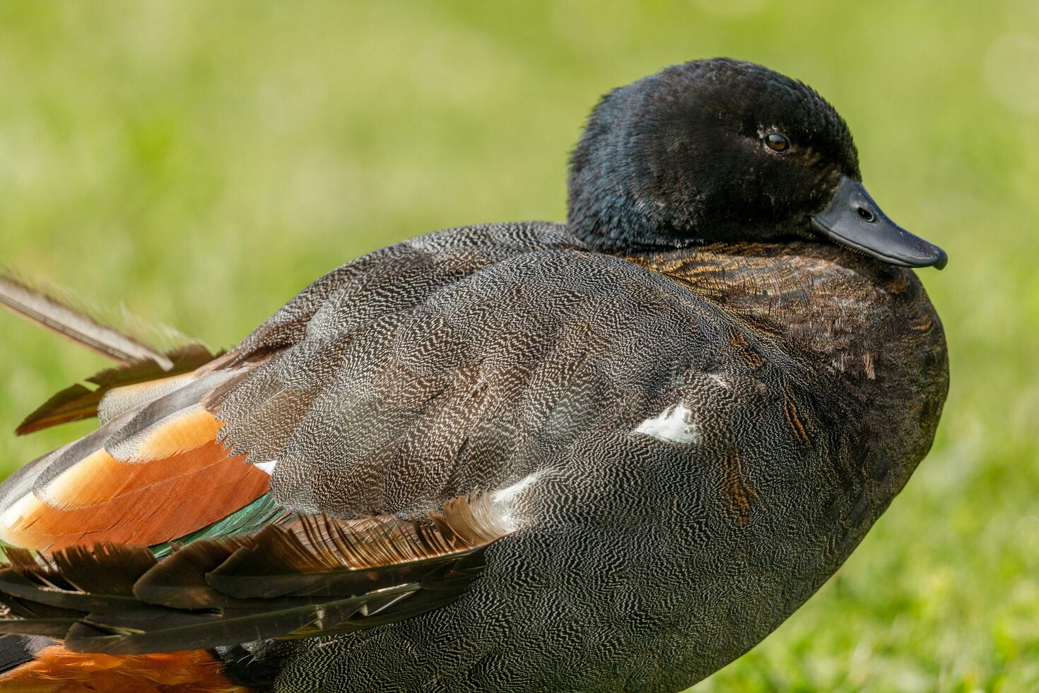 paradis shelduck dans Nouveau zélande photo