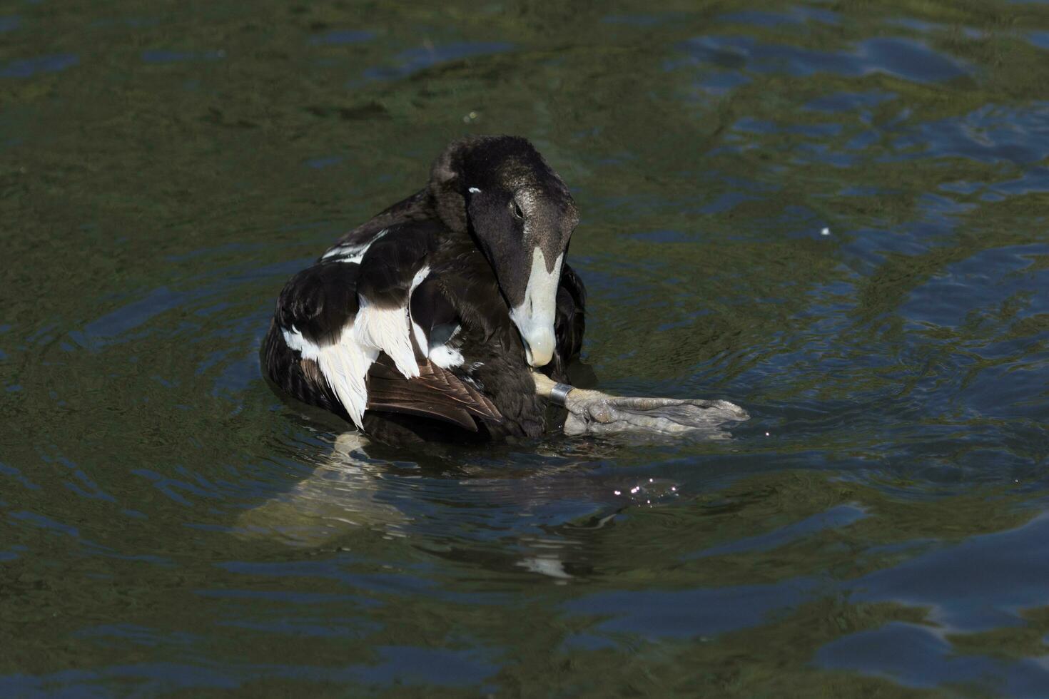 commun eider dans Angleterre photo