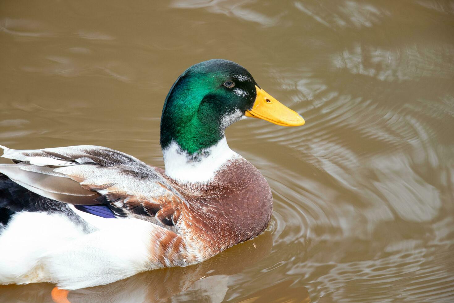 commun colvert canard photo