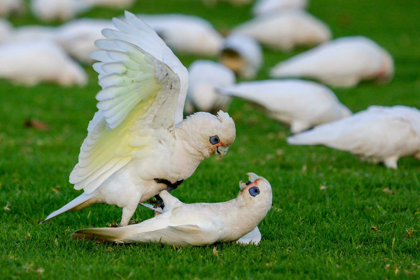 peu corella dans Australie photo