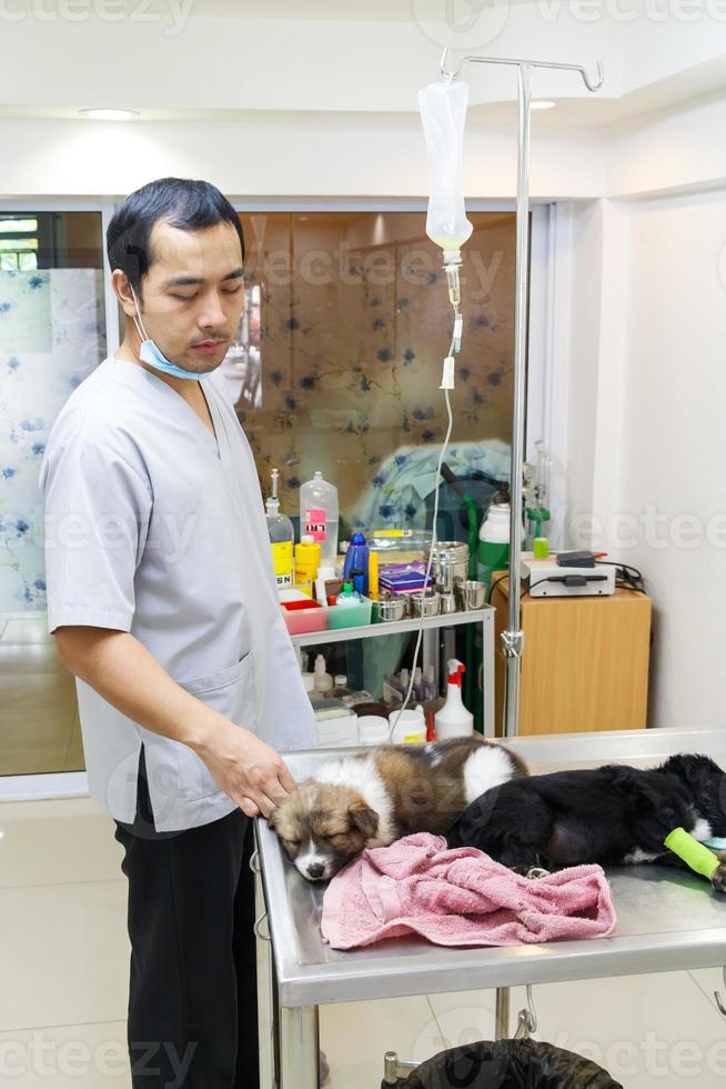 Chiot de maladie de soins vétérinaires dans une clinique vétérinaire en Thaïlande photo