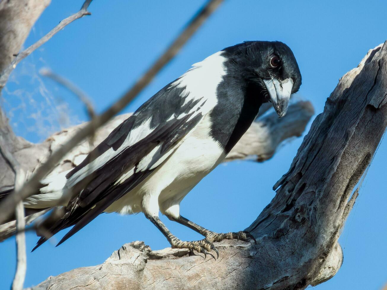 pie oiseau boucher dans Australie photo