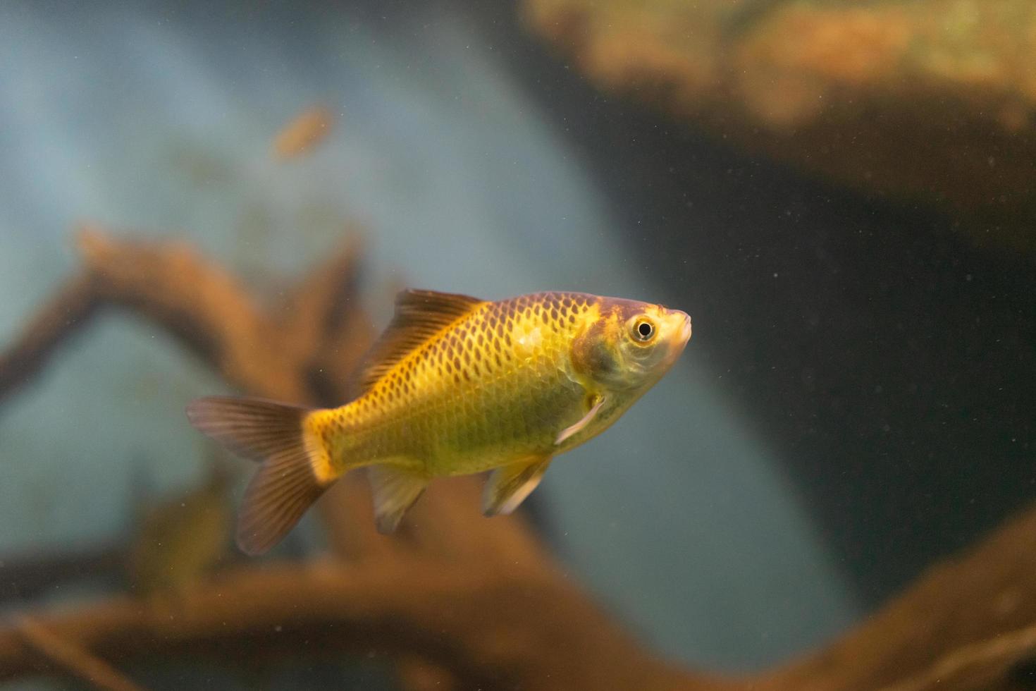 poisson jaune d'aquarium sur le fond de l'eau photo