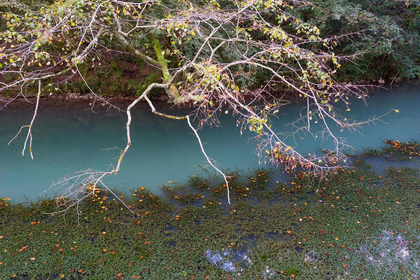 branches d'arbres se penchant sur l'eau bleue photo