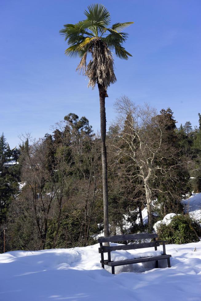 paysage d'hiver avec vue sur la neige sous les tropiques photo