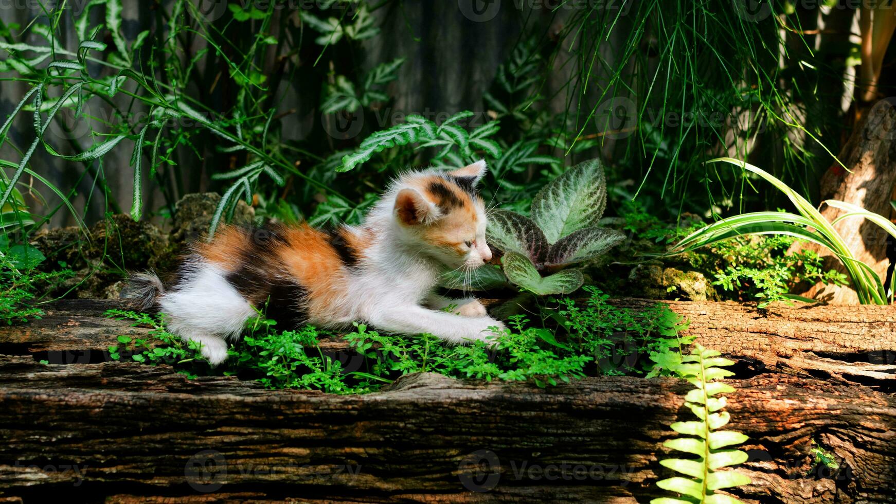 mignonne une rayé chaton en jouant dans parc dans vert jardin. photo