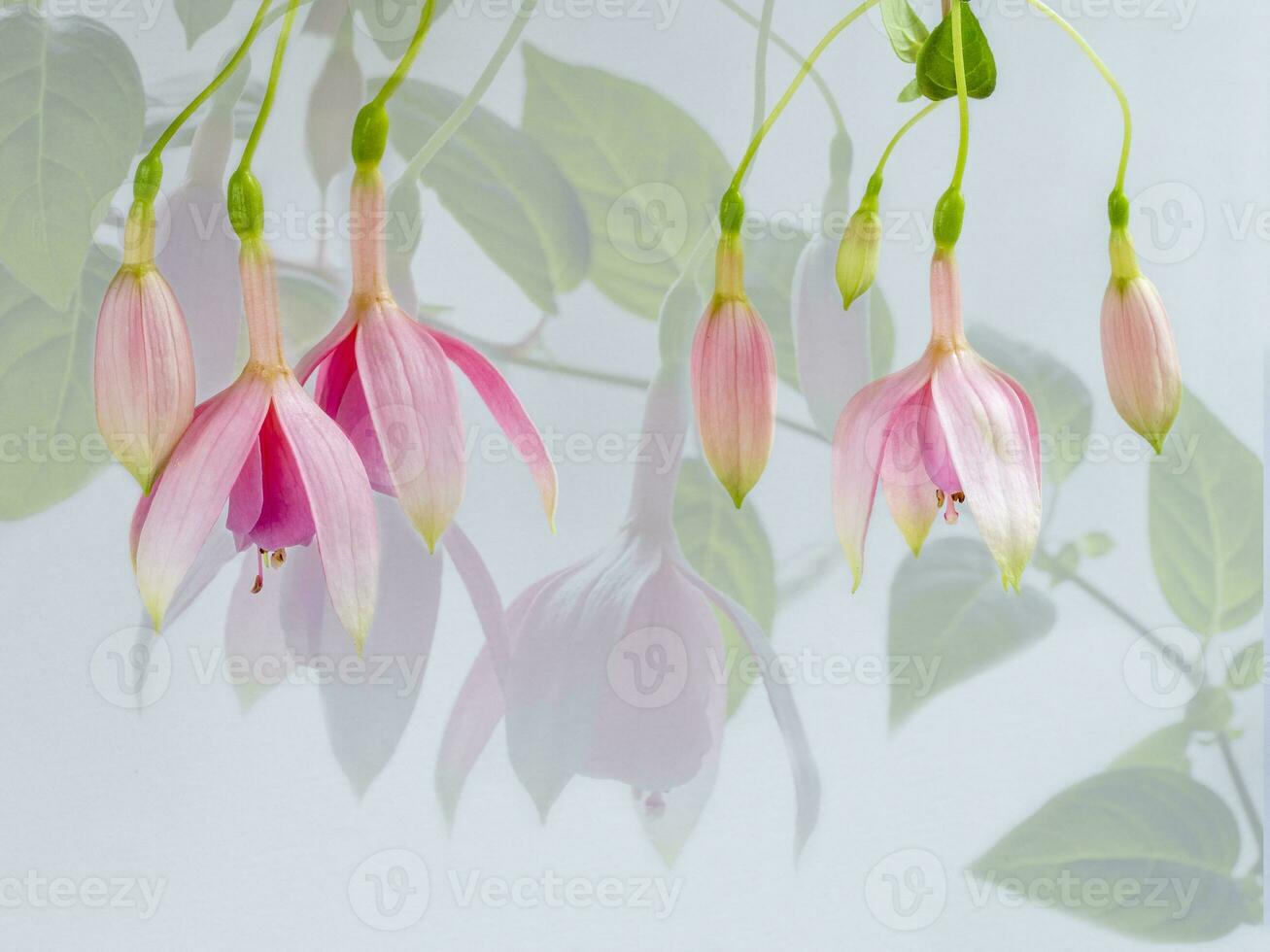 magnifique rose fleurs, multi-exposition de fuchsia fleurs photo