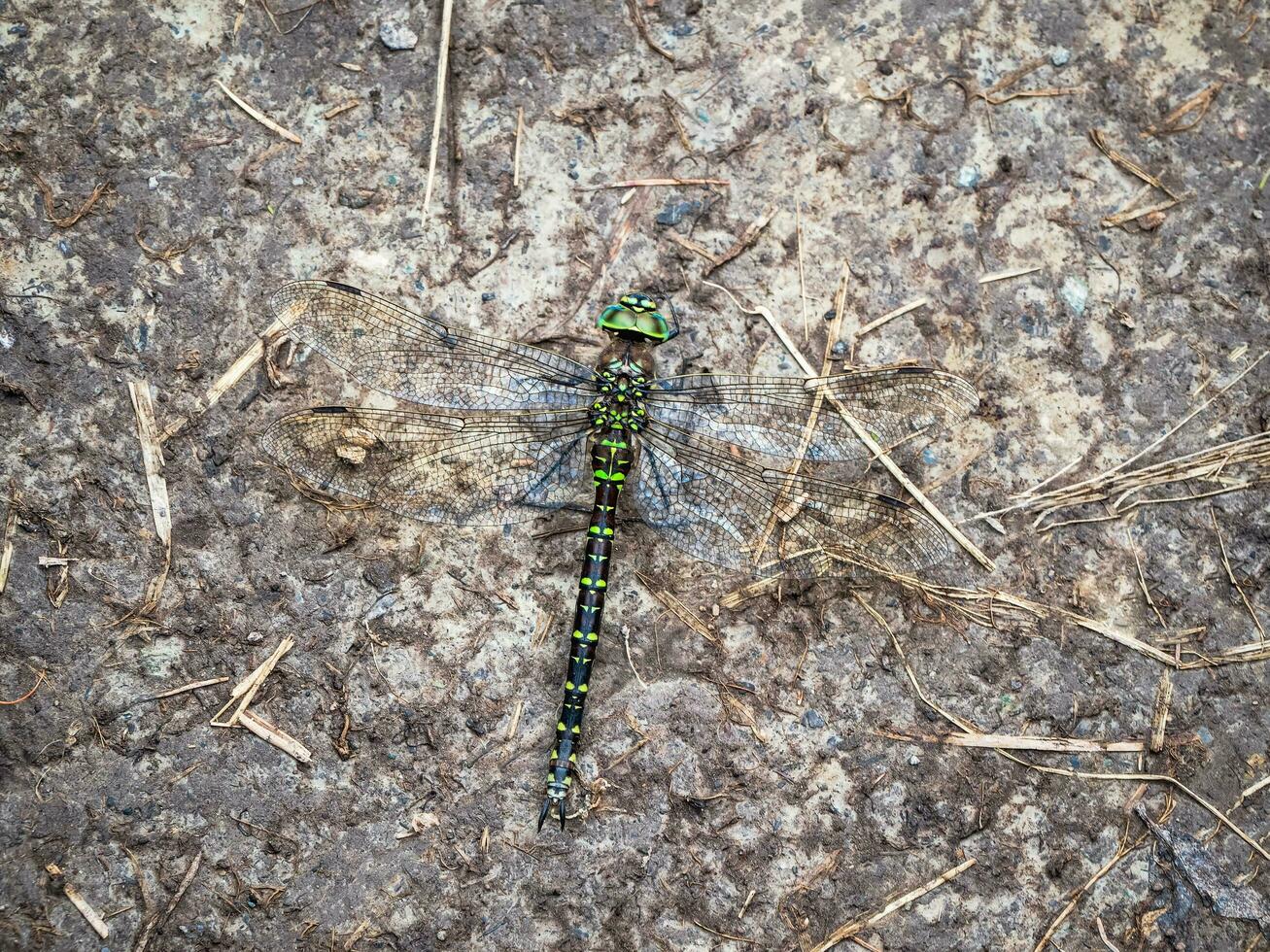 libellule mimétisme. du sud colporteur libellule se prélasser sur une calcul, macro voir. photo