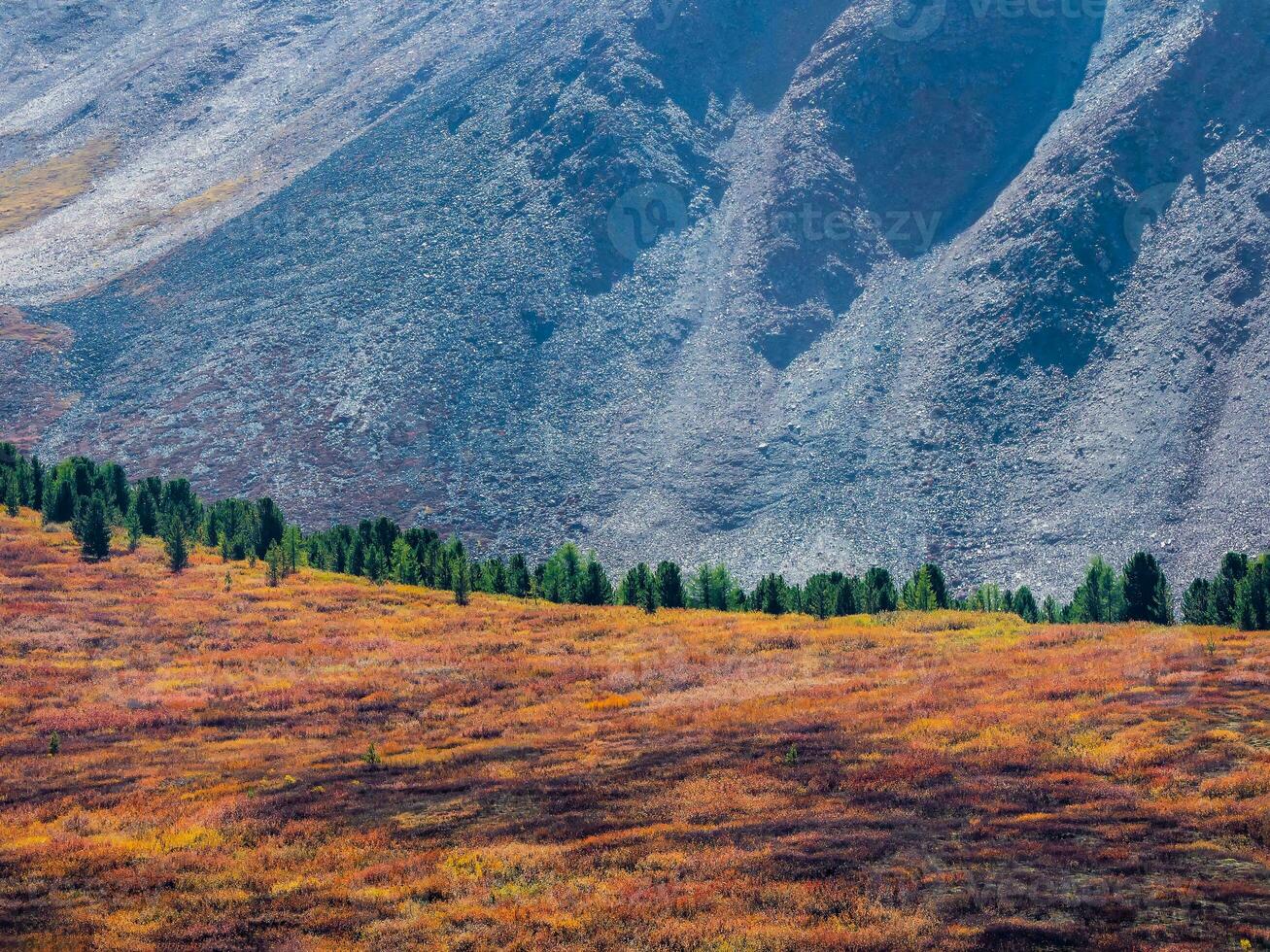 rouge l'automne Montagne plateau, une pente avec une à faible croissance arbuste de nain bouleau est couvert avec une clairsemé forêt de cèdre des arbres. brillant l'automne Naturel Contexte. photo