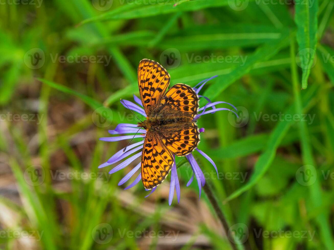 brillant Naturel Contexte avec une papillon. sélectif concentrer coup de une nacre papillon sur une violet fleur. les forêts de le altaï montagnes. photo