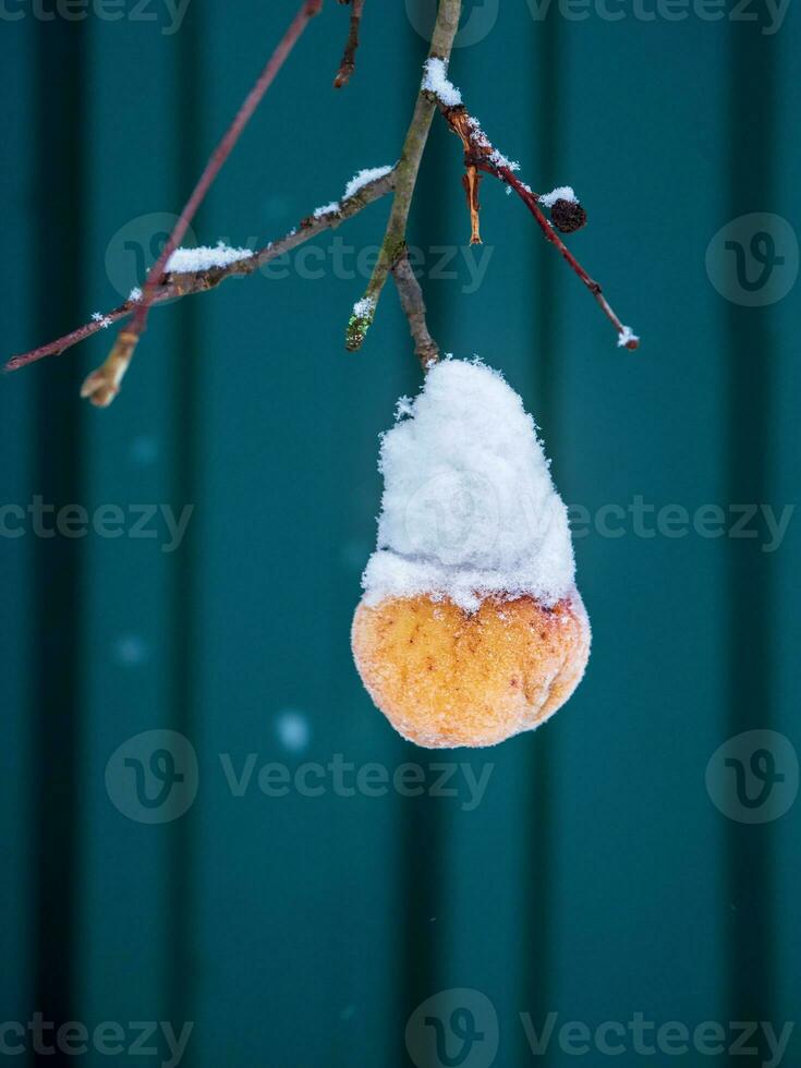 congelé rouge Pomme cette séjourné sur le arbre sont couvert avec une couche de neige dans le hiver mois. sévère gelées, soudain hiver, difficile fois concept. verticale voir. photo