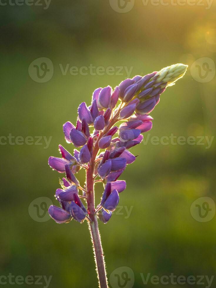 lupin fleur à coucher de soleil, proche en haut photo