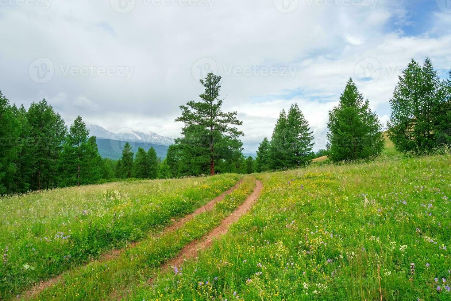 vert atmosphérique forêt paysage avec saleté route parmi sapins dans montagnes. brillant magnifique été vue à conifère des arbres dans des bois. photo