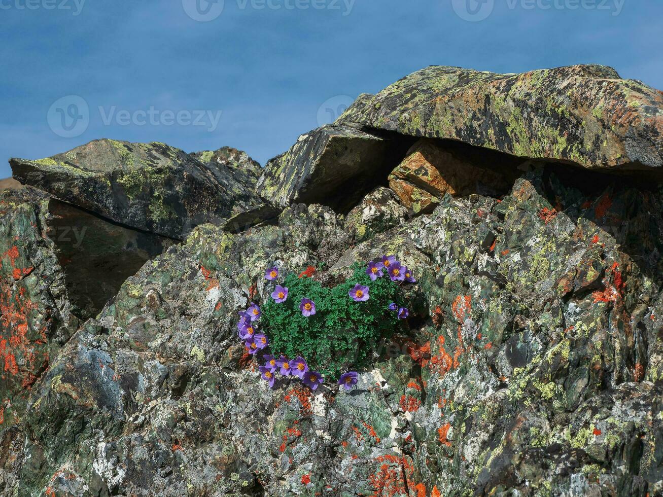sauvage Montagne fleurs Floraison sur le rochers. faune fleur Contexte. luxuriant violet fleurs des buissons paraquilégie microphylle. Contexte de Montagne violet fleurs. photo