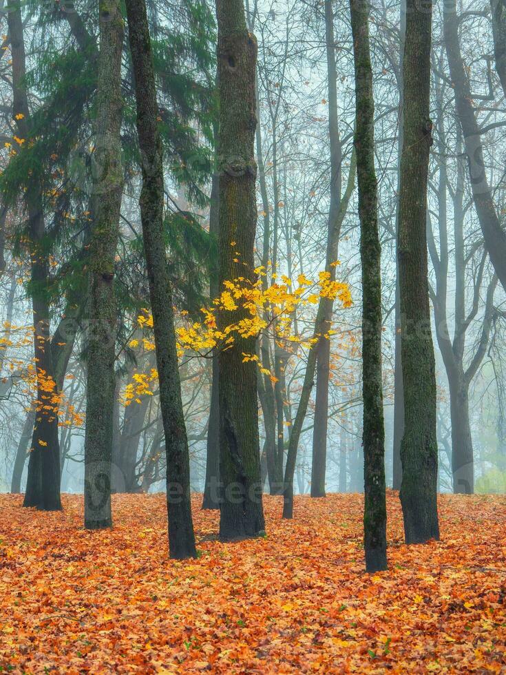 brumeux Matin forêt avec d'or l'automne branche arbre. magnifique l'automne brumeux paysage avec des arbres. photo