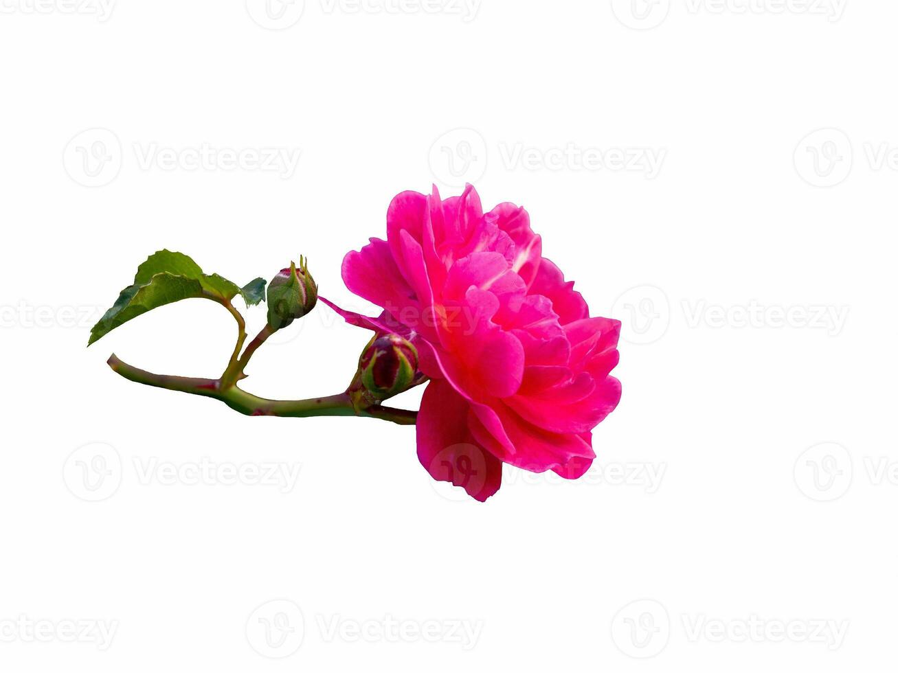 rose Rose isolé sur blanc Contexte. magnifique encore vie. printemps temps photo