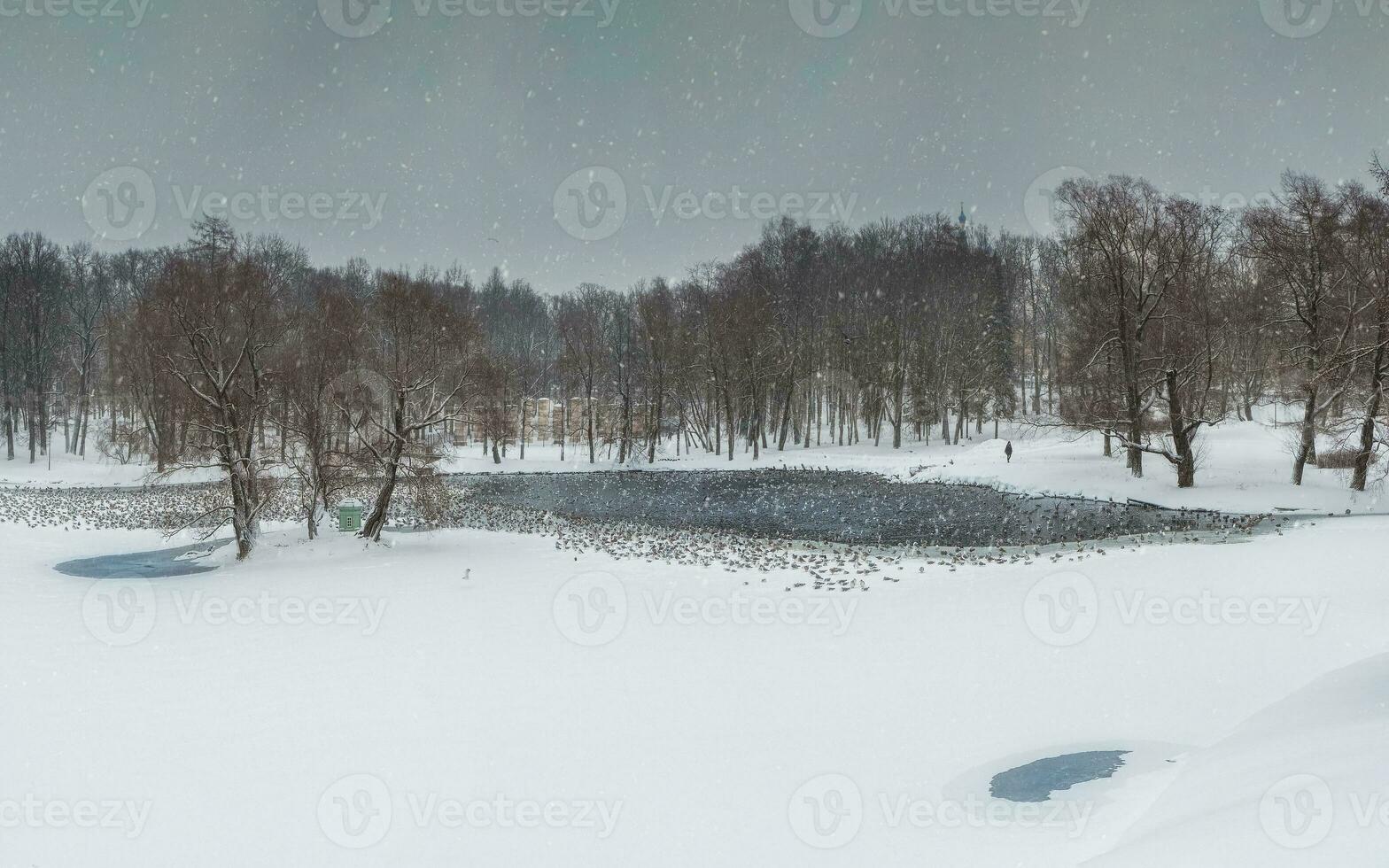 hiver Lac avec motifs sur le neige couverture de le l'eau et beaucoup de en volant goélands dans le ville parc sur une neigeux journée. Etat musée réserve gatchina.. Russie. photo