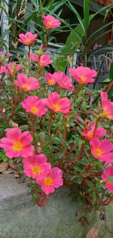 la nature la photographie - rose portulaca fleurs photo