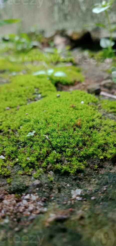 vert mousse sur sol et rochers photo