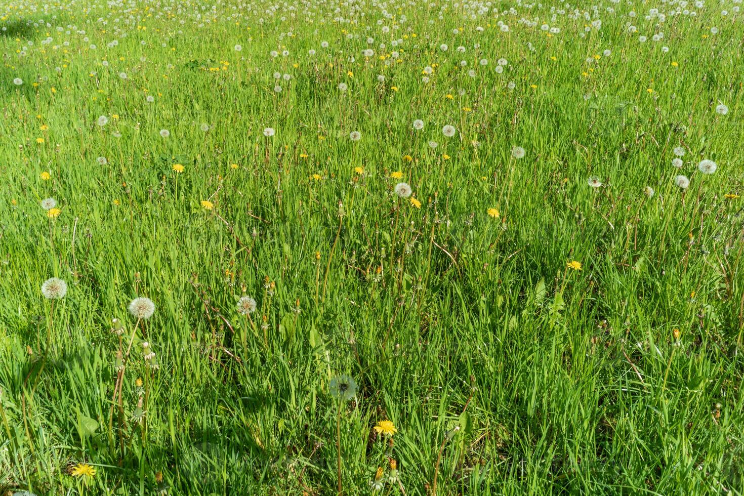 pissenlits taraxacum dans le herbe photo