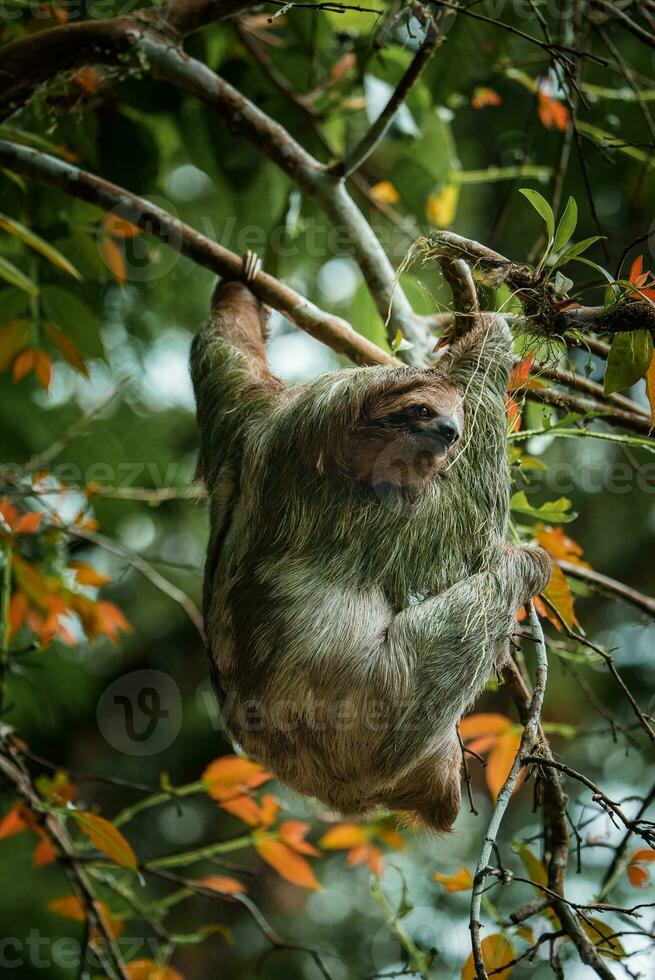 mignonne la paresse pendaison sur arbre branche. parfait portrait de sauvage animal dans le forêt tropicale de costa rica. photo