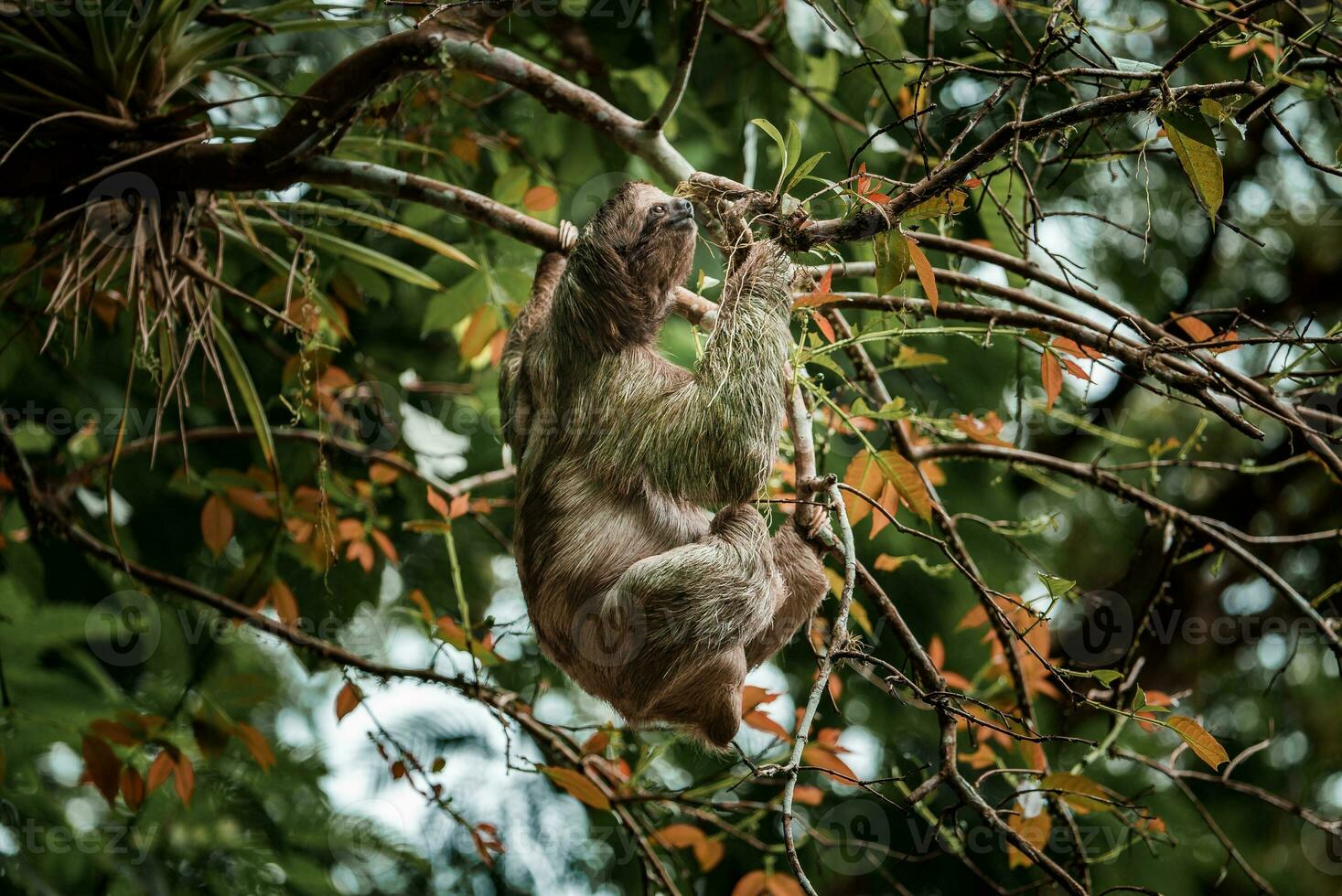 mignonne la paresse pendaison sur arbre branche. parfait portrait de sauvage animal dans le forêt tropicale de costa rica. photo