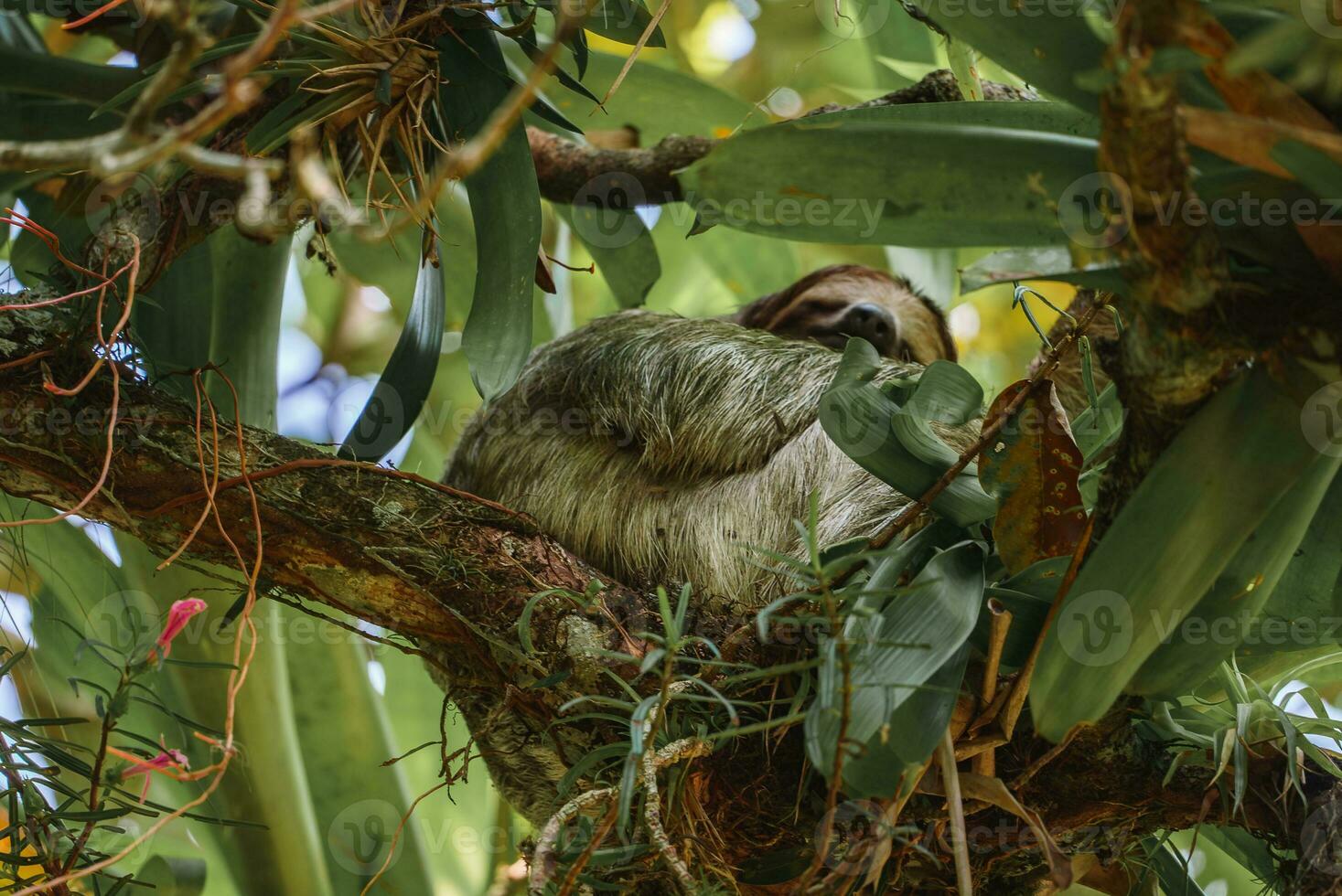 mignonne la paresse pendaison sur arbre branche. parfait portrait de sauvage animal dans le forêt tropicale de costa rica. photo