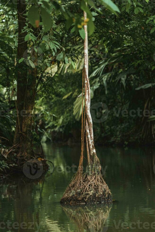 dense jungle entourant le tortuguer rivière dans costa rica photo