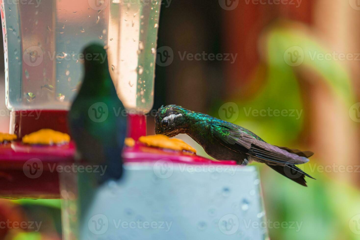 concentrer sélection. colibri dans le pluie forêt de costa rica photo