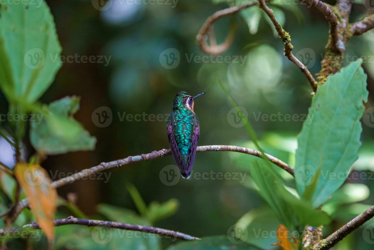 concentrer sélection. colibri dans le pluie forêt de costa rica photo