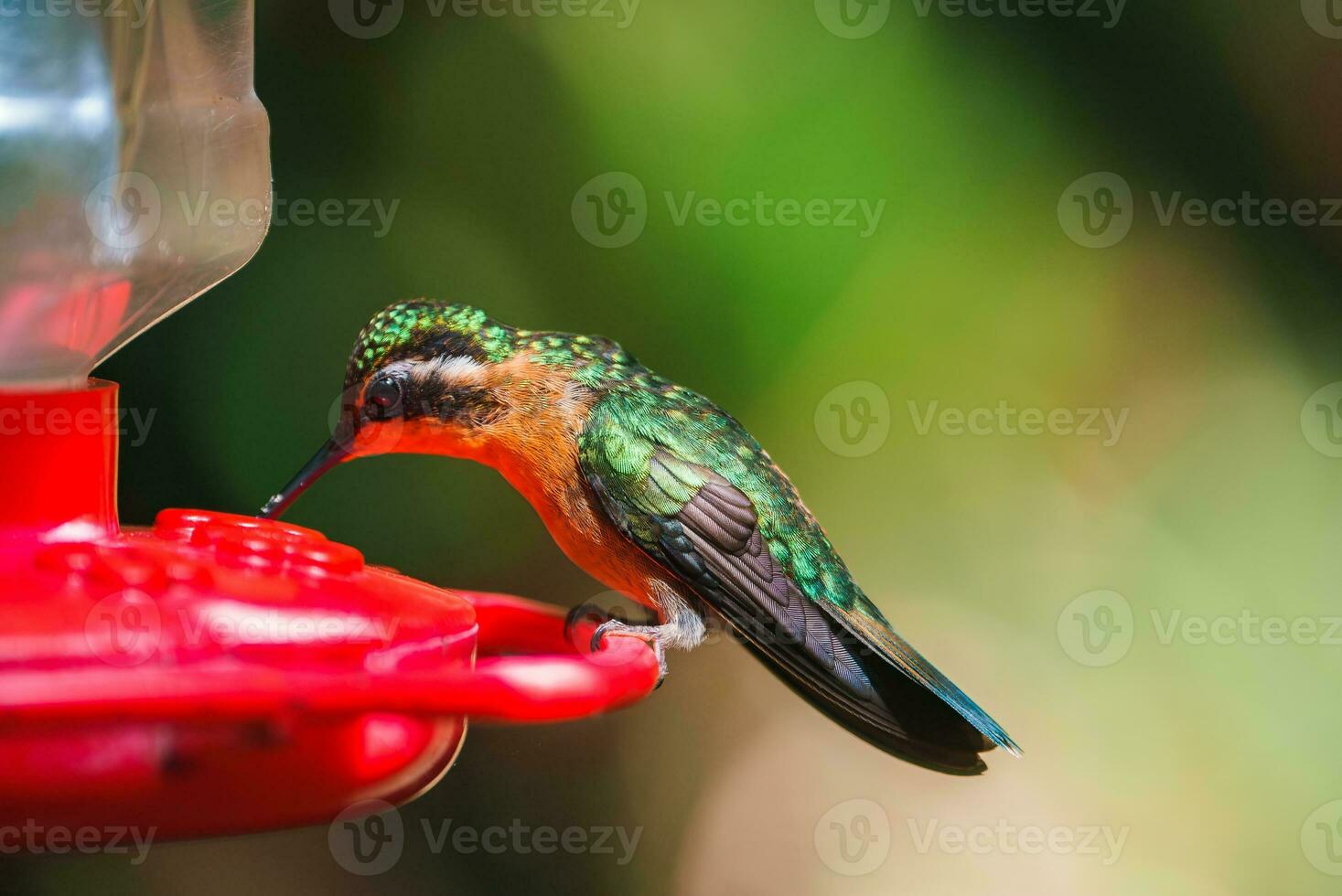 concentrer sélection. colibri dans le pluie forêt de costa rica photo