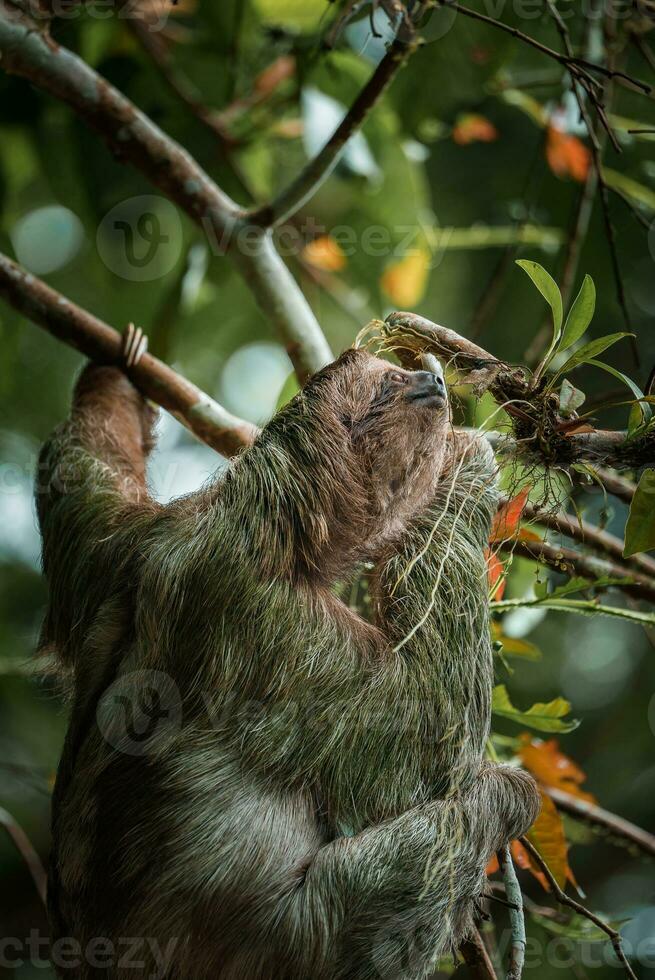 mignonne la paresse pendaison sur arbre branche. parfait portrait de sauvage animal dans le forêt tropicale de costa rica. photo