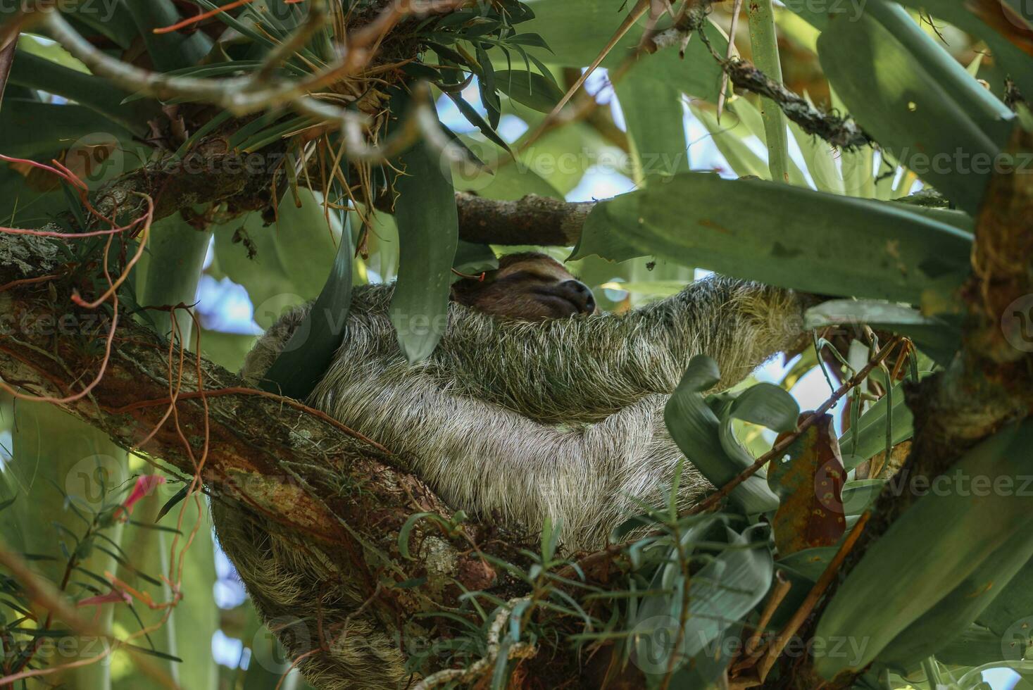 mignonne la paresse pendaison sur arbre branche. parfait portrait de sauvage animal dans le forêt tropicale de costa rica. photo