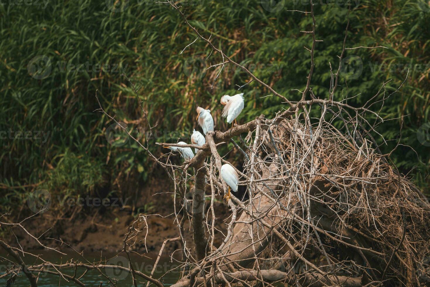 bétail aigrettes se percher sur tiges à forêt à costa rica photo